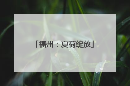 福州：夏荷绽放