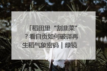 稻田里“割韭菜”？看自贡如何破译再生稻气象密码｜绿镜头·发现中国