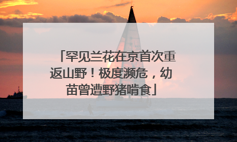罕见兰花在京首次重返山野！极度濒危，幼苗曾遭野猪啃食