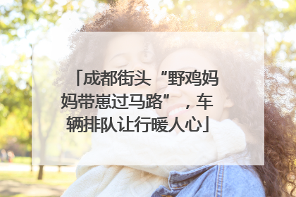 成都街头“野鸡妈妈带崽过马路”，车辆排队让行暖人心