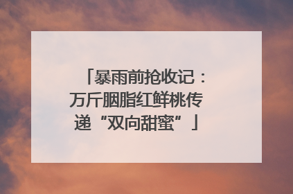 暴雨前抢收记：万斤胭脂红鲜桃传递“双向甜蜜”