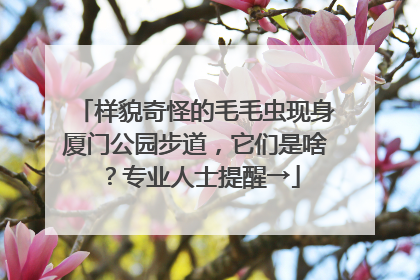 样貌奇怪的毛毛虫现身厦门公园步道，它们是啥？专业人士提醒→