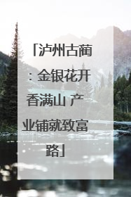 泸州古蔺：金银花开香满山 产业铺就致富路