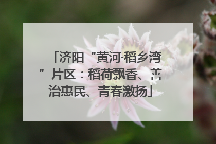 济阳“黄河·稻乡湾”片区：稻荷飘香、善治惠民、青春激扬