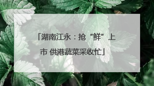 湖南江永：抢“鲜”上市 供港蔬菜采收忙