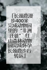 长颈鹿漫步400米完成动物园里的“非洲迁徙” 红山森林动物园完成怀孕长颈鹿步行转运
