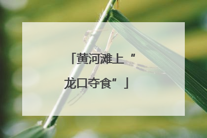 黄河滩上“龙口夺食”